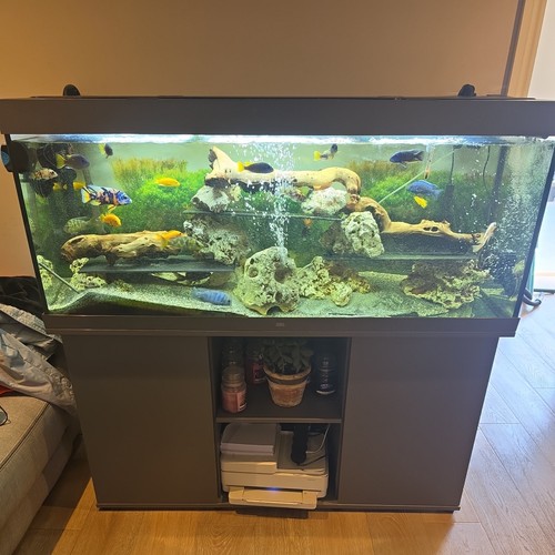 5ft juwel rio 450 - rio, fish