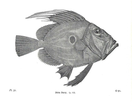Beautiful john dory fish book - dory,