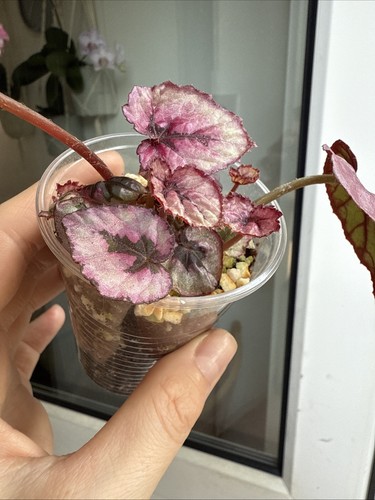 Begonia baby plant fully - baby,