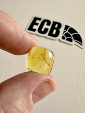 Baltic Amber With Mosquito