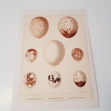 Antique Bird Egg c1890s print lithograph ornithology Frohawk British matted no.7
