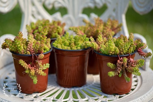 Live plant sedum - live, stonecrop