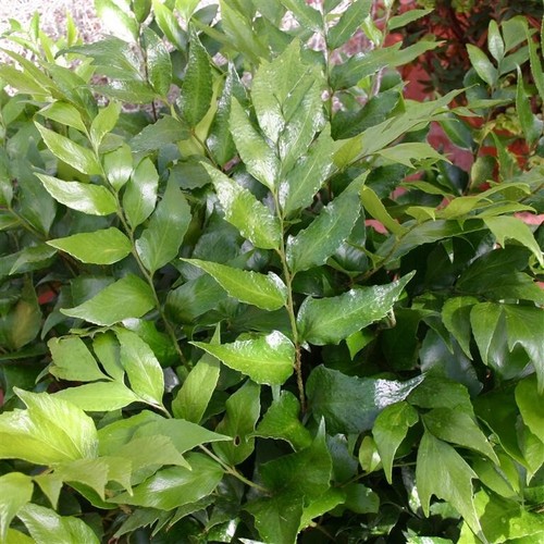 Cyrtomium japanese holly fern - holly,