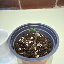 Rare Boswellia sacra