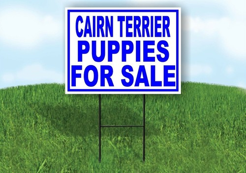 Cairn terrier puppies for sale - terrier,