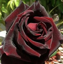 Rose Black Velvet Bush Rose