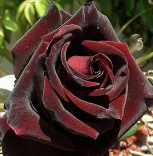Rose black velvet bush - velvet,