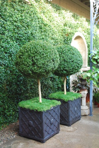 Boxwood tree seeds - ,