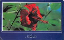 Lot 35 hawaii s hibiscus usa