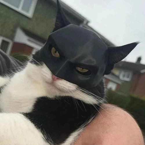 Black cat bat superhero - cat,