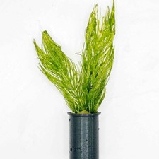 Hornwort / Ceratophyllum