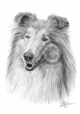Dog ROUGH COLLIE pencil drawing art print A3 / A4 sizes signed Pet Portrait