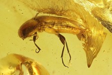 Click beetle Elateroidea