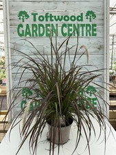 1 × 3L Pennisetum rubrum – Large Established  Purple Fountain Grass
