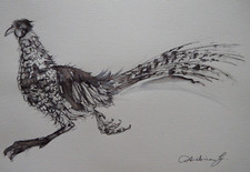 Hand Drawn Pen & Ink Purple Tint Wash Drawing of a Pheasant Running