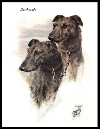 Deerhound dogs head study - deerhound,