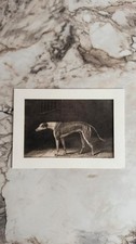 Steel engraving print