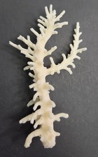 Real Coral Skeleton Decoration