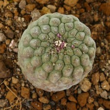 Trichocaulon cactiformis