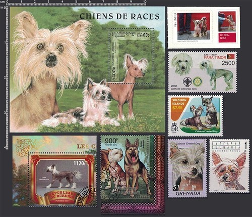 Chcr frame dog breed - it,