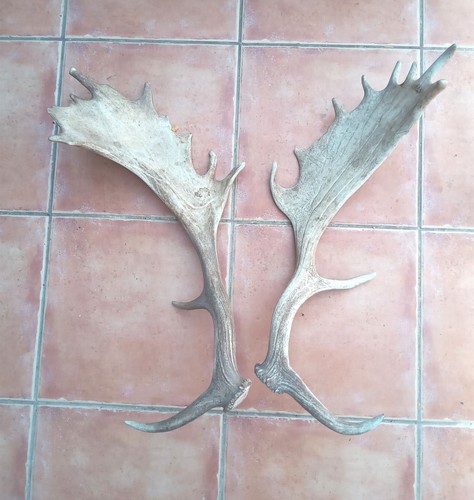 Large pair fallow deer - large,