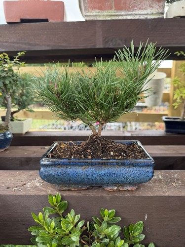 Japanese pine bonsai tree - japanese,