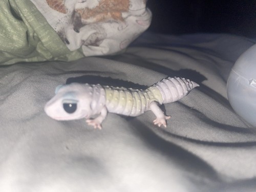 Japan leopard gecko - q,