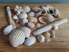 Large job lot seashells - job, spiral