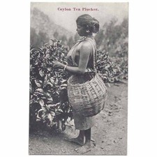 CEYLON Tea Plucker Postcard, Unused