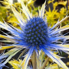 Eryngium Neptunes Gold in 9cm Pot - Rare Sea Holly - Herbaceous Plant