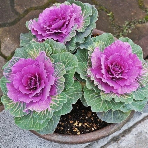 Red ornamental cabbage - red,