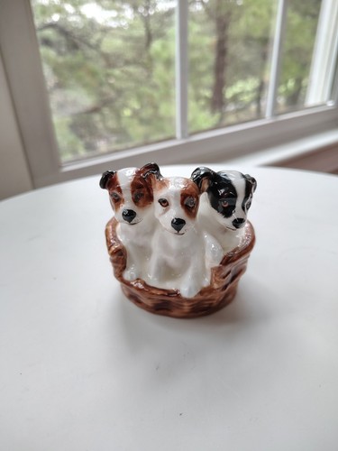 Jack russell terrier - jack,