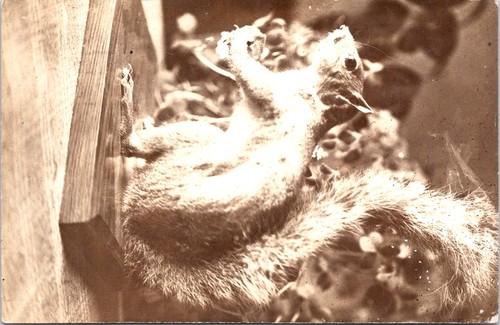 1914 taxidermy mounted - 1914,
