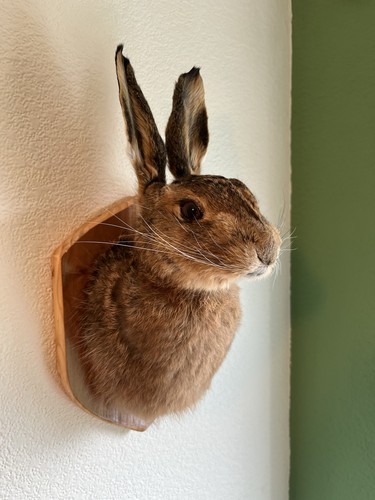 Taxidermy hares mask this is - taxidermy,