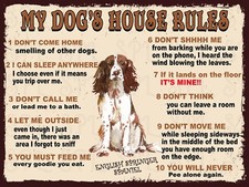 English Springer Spaniel My