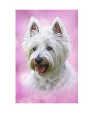 Westie Pup - West Highland