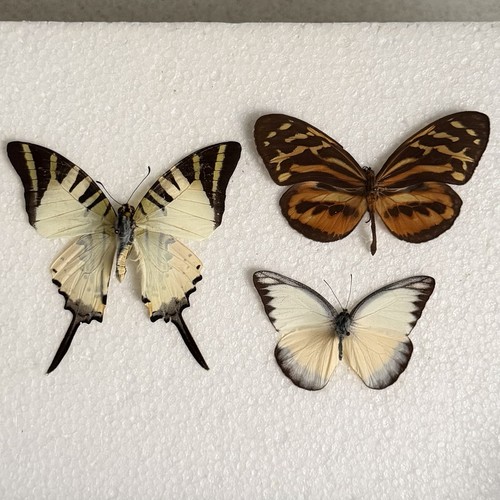 Entomology butterfly specimen - butterfly,