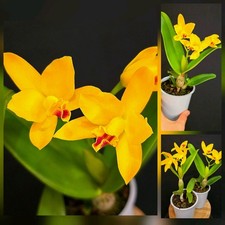 Mini Cattleya Hybrid Yellow. 1