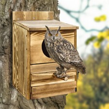 Sparrow Nest Bird Box Screech
