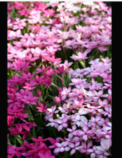Rhodohypoxis Alpine Rockery