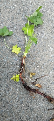 10x purple geranium hardy - purple,