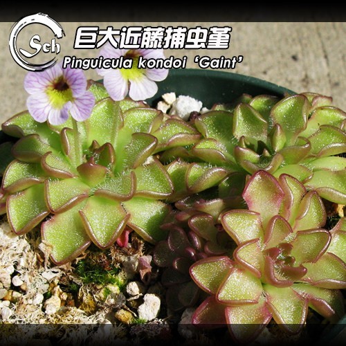 Pre sale pinguicula - pre-sale,