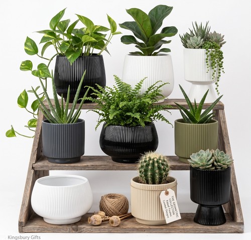 Ceramic ribbed indoor - indoor, plant