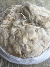 Raw White Alpaca Fleece (Neck