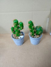 Fycooler Artificial Succulent