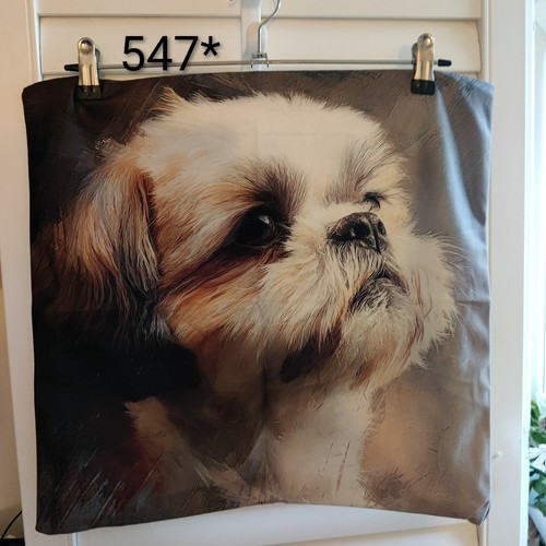 Shih tzu llasa - tzu/llasa, apso