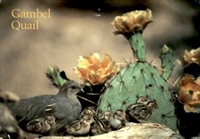 Gambel Quail and Chicks
