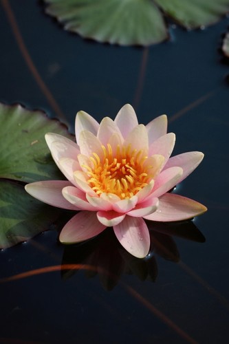 Nymphaea phoebus water lily - nymphaea,