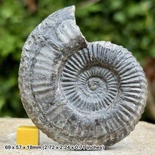 RARE Schlotheimia germanica