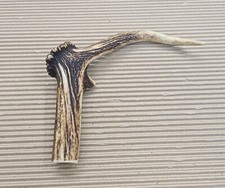 Beautiful Deer antler horn